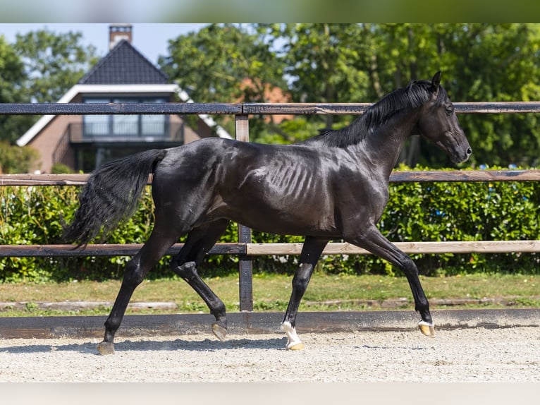 Belgisch Warmbloed Hengst 2 Jaar 164 cm Zwartbruin in Waddinxveen