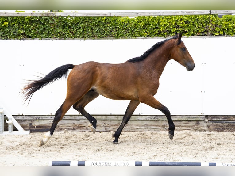 Belgisch Warmbloed Hengst 2 Jaar 165 cm Bruin in Waddinxveen