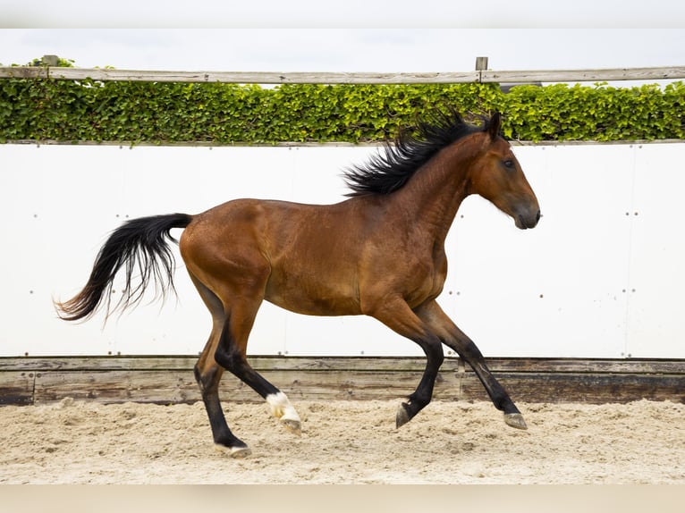 Belgisch Warmbloed Hengst 2 Jaar 165 cm Bruin in Waddinxveen