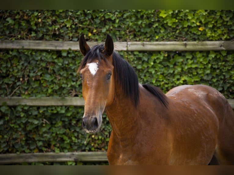 Belgisch Warmbloed Hengst 2 Jaar 165 cm Bruin in Waddinxveen
