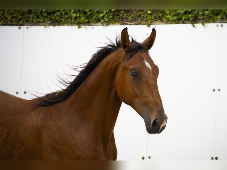 Belgisch Warmbloed Hengst 2 Jaar 166 cm Bruin in Waddinxveen