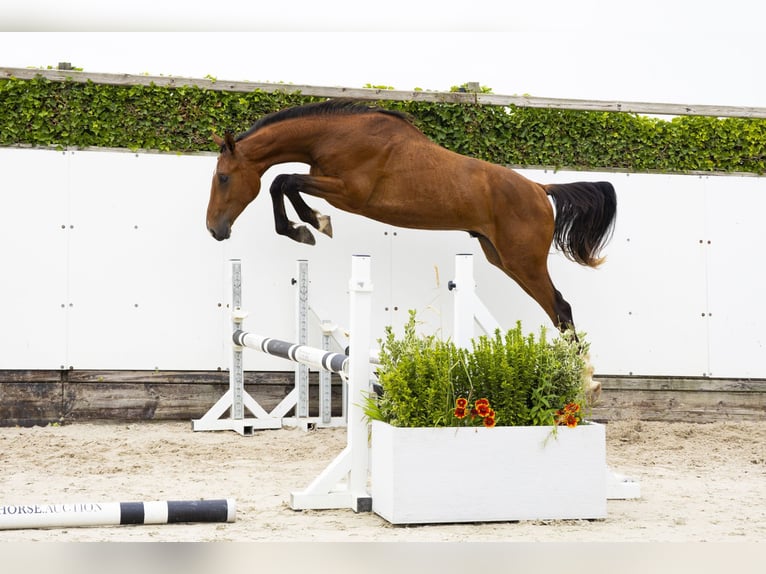 Belgisch Warmbloed Hengst 2 Jaar 166 cm Bruin in Waddinxveen