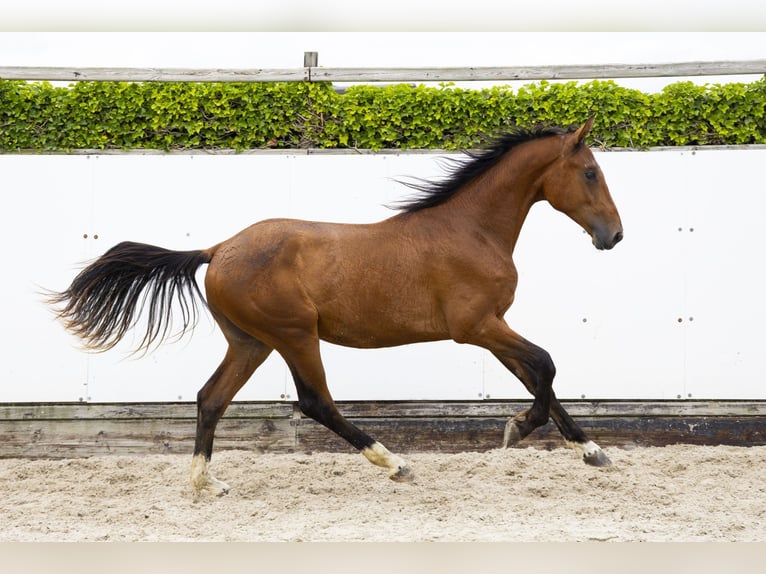 Belgisch Warmbloed Hengst 2 Jaar 166 cm Bruin in Waddinxveen