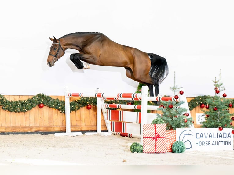 Belgisch Warmbloed Hengst 2 Jaar 168 cm Bruin in Poznań