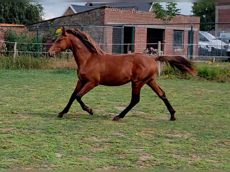 Belgisch Warmbloed Hengst 2 Jaar 170 cm Bruin in Zillebeke