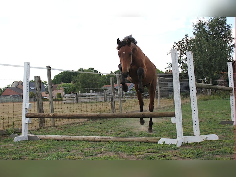 Belgisch Warmbloed Hengst 2 Jaar 170 cm Bruin in Zillebeke