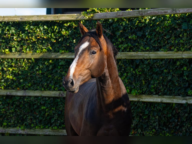Belgisch Warmbloed Hengst 2 Jaar 170 cm Bruin in Waddinxveen