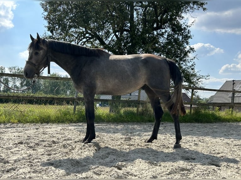 Belgisch Warmbloed Hengst 2 Jaar 170 cm Schimmel in Denderhoutem