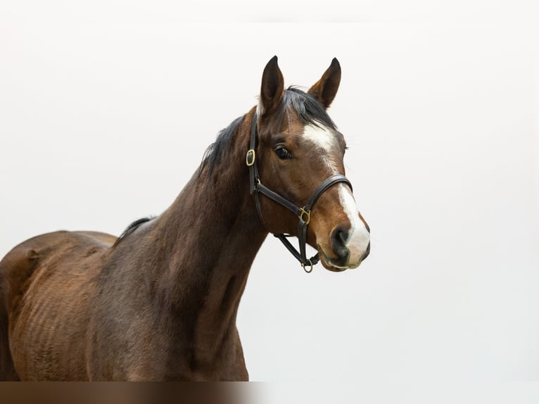 Belgisch Warmbloed Hengst 2 Jaar 174 cm Bruin in Waddinxveen