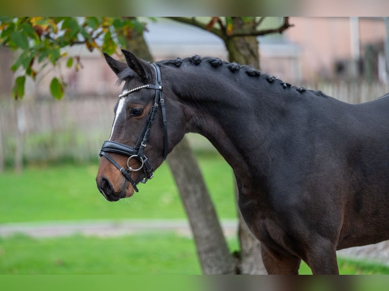 Belgisch Warmbloed Hengst 3 Jaar 146 cm Bruin in GROTE-BROGEL