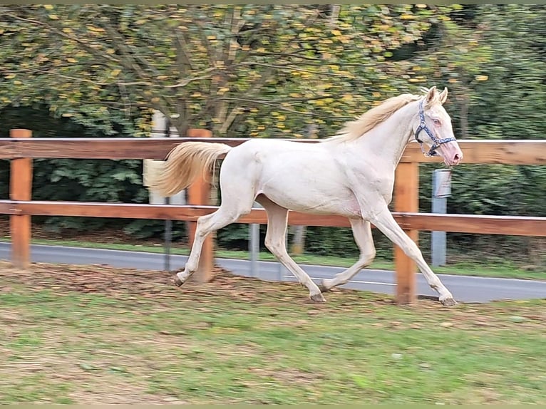 Belgisch Warmbloed Hengst 3 Jaar 148 cm Perlino in Visz