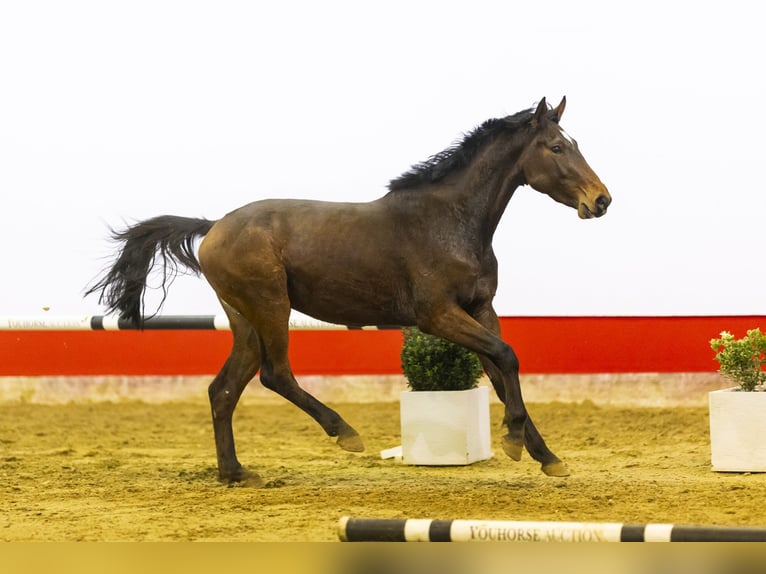 Belgisch Warmbloed Hengst 3 Jaar 156 cm Bruin in Waddinxveen