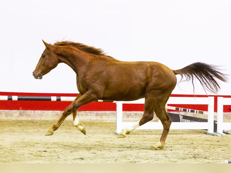 Belgisch Warmbloed Hengst 3 Jaar 156 cm Cremello in Waddinxveen