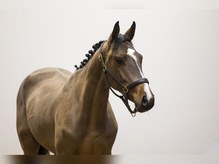 Belgisch Warmbloed Hengst 3 Jaar 156 cm  in Waddinxveen