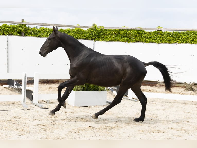 Belgisch Warmbloed Hengst 3 Jaar 157 cm Zwart in Waddinxveen