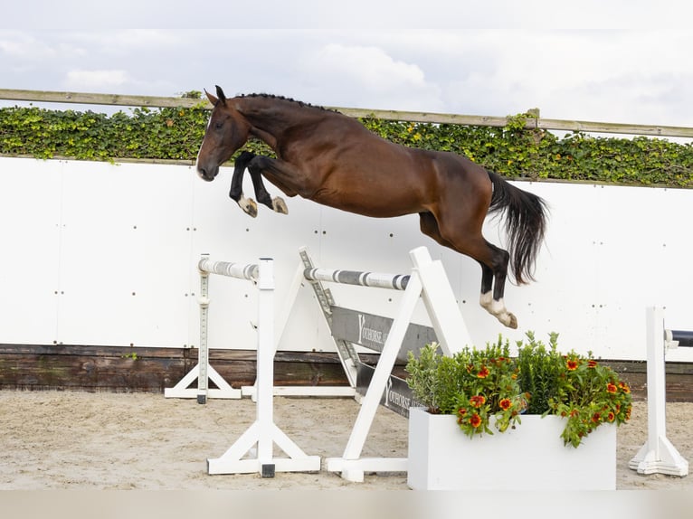 Belgisch Warmbloed Hengst 3 Jaar 160 cm Donkerbruin in Waddinxveen