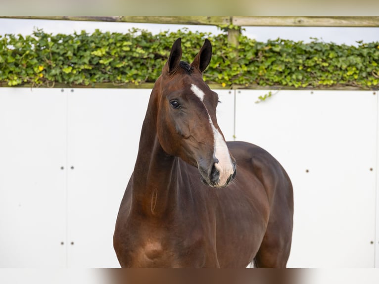 Belgisch Warmbloed Hengst 3 Jaar 160 cm Donkerbruin in Waddinxveen