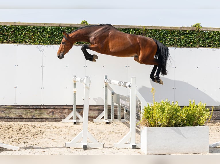 Belgisch Warmbloed Hengst 3 Jaar 161 cm Brown Falb schimmel in Waddinxveen