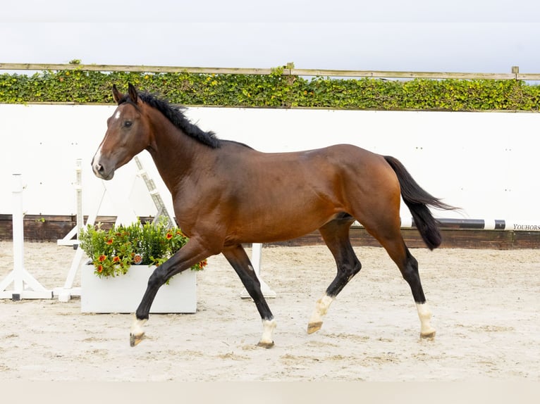 Belgisch Warmbloed Hengst 3 Jaar 161 cm Donkerbruin in Waddinxveen