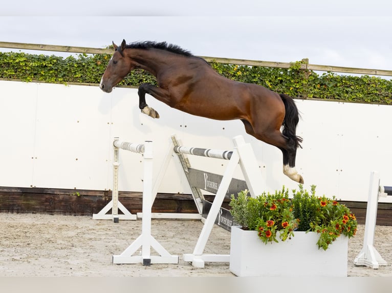 Belgisch Warmbloed Hengst 3 Jaar 161 cm Donkerbruin in Waddinxveen