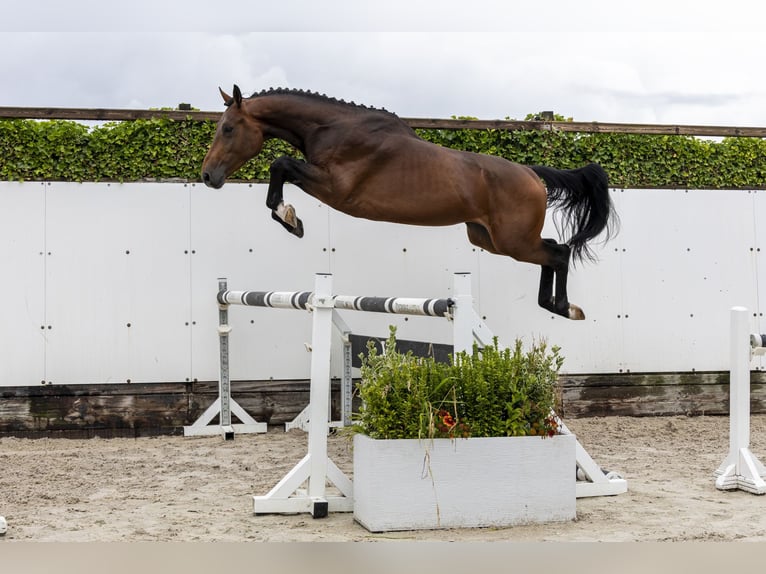 Belgisch Warmbloed Hengst 3 Jaar 162 cm Bruin in Waddinxveen