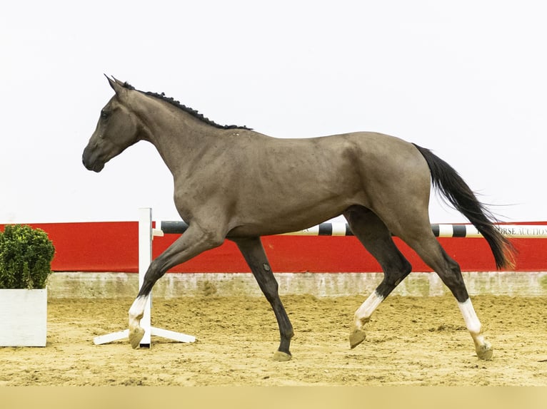 Belgisch Warmbloed Hengst 3 Jaar 162 cm  in Waddinxveen