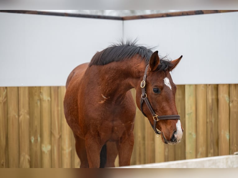 Belgisch Warmbloed Hengst 3 Jaar 163 cm Bruin in Bocholt