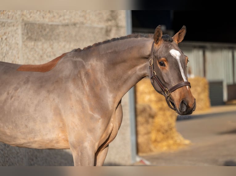 Belgisch Warmbloed Hengst 3 Jaar 164 cm Bruin in Wijchmaal