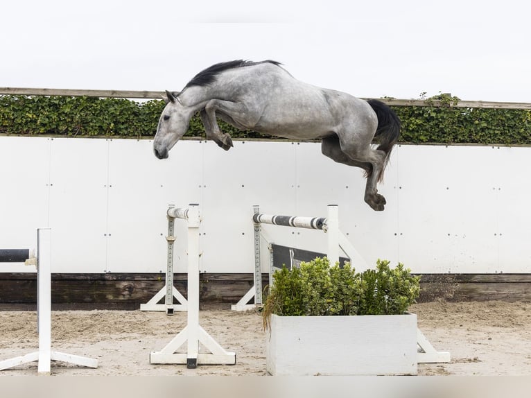 Belgisch Warmbloed Hengst 3 Jaar 164 cm  in Waddinxveen