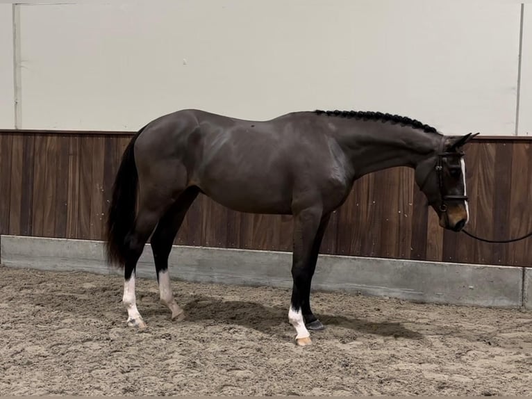 Belgisch Warmbloed Hengst 3 Jaar 166 cm Donkerbruin in GROTE-BROGEL