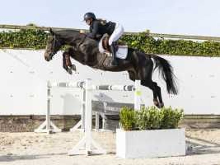 Belgisch Warmbloed Hengst 3 Jaar 166 cm Donkerbruin in Waddinxveen