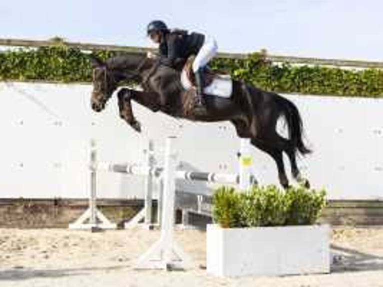 Belgisch Warmbloed Hengst 3 Jaar 166 cm Donkerbruin in Waddinxveen