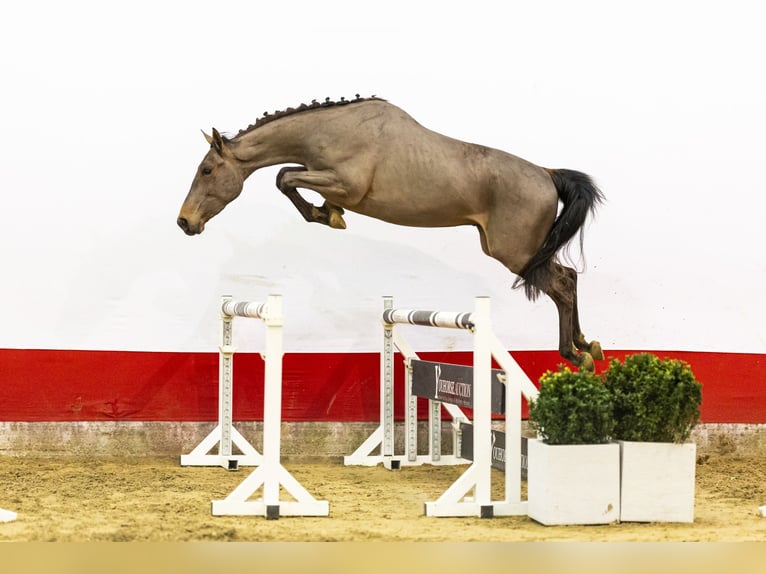 Belgisch Warmbloed Hengst 3 Jaar 166 cm  in Waddinxveen