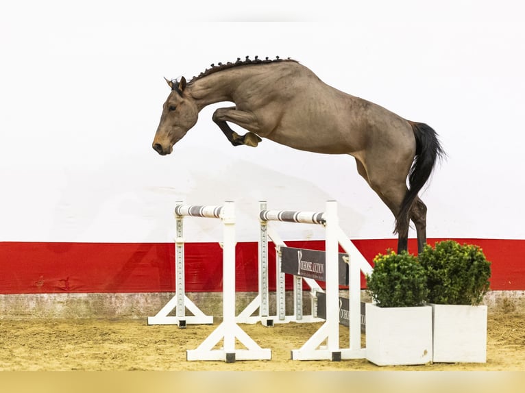 Belgisch Warmbloed Hengst 3 Jaar 166 cm  in Waddinxveen
