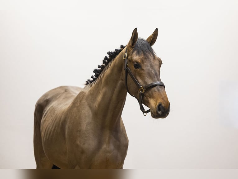 Belgisch Warmbloed Hengst 3 Jaar 166 cm  in Waddinxveen