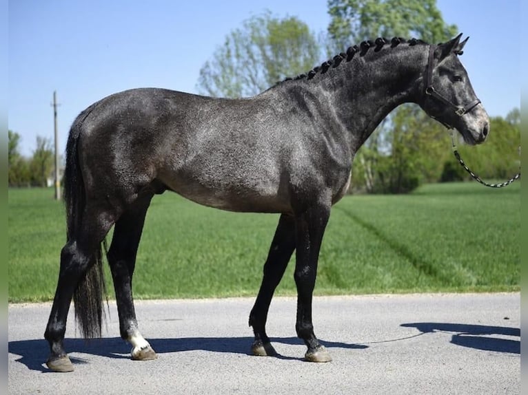 Belgisch Warmbloed Hengst 3 Jaar 168 cm Schimmel in Szarvas