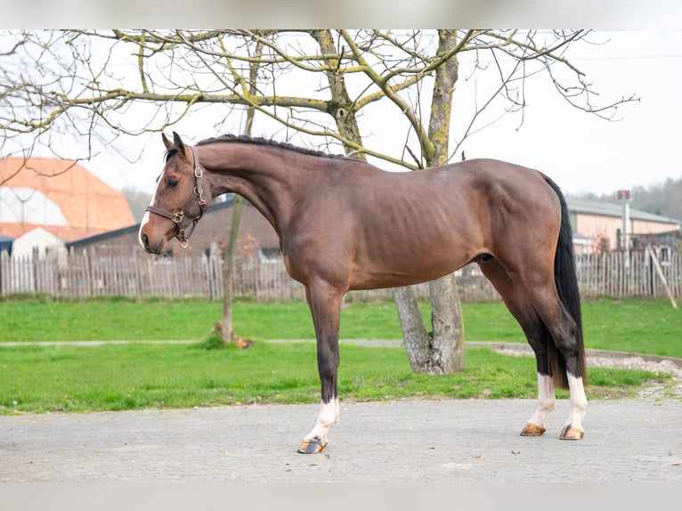Belgisch Warmbloed Hengst 3 Jaar 168 cm  in GROTE-BROGEL