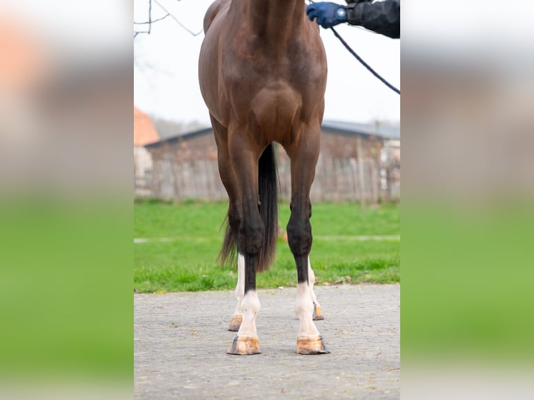 Belgisch Warmbloed Hengst 3 Jaar 168 cm  in GROTE-BROGEL