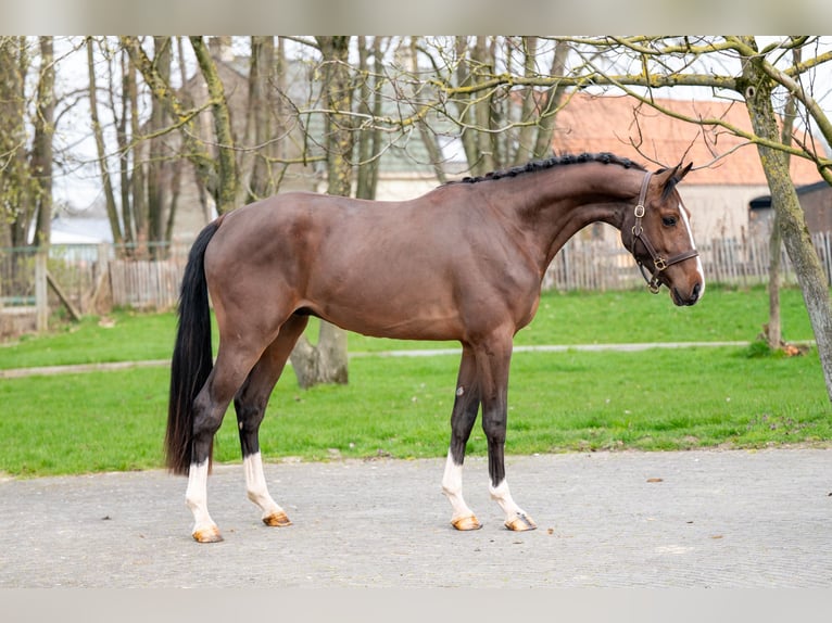 Belgisch Warmbloed Hengst 3 Jaar 168 cm  in GROTE-BROGEL