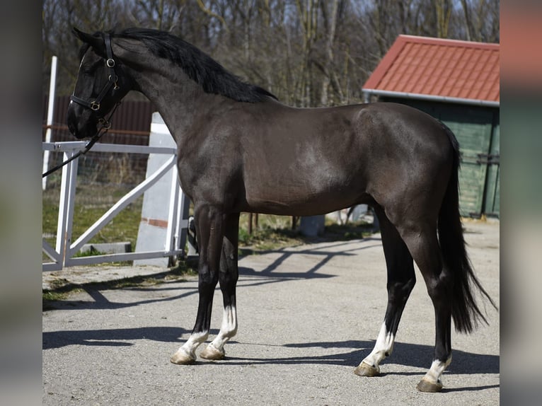 Belgisch Warmbloed Hengst 3 Jaar 168 cm Zwart in Murska Soboda