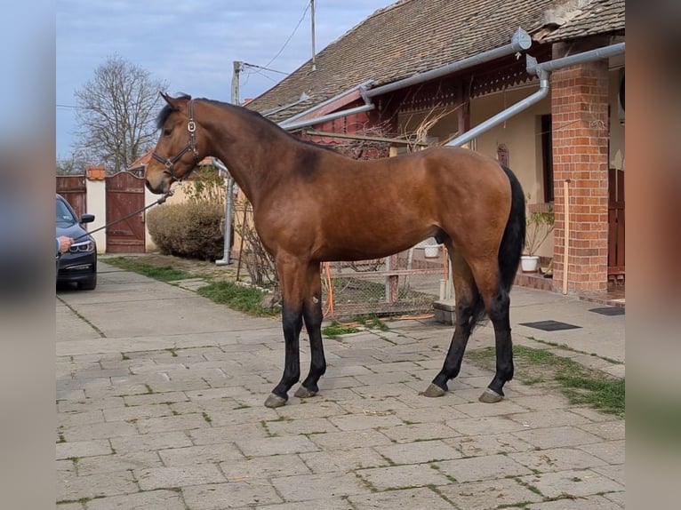 Belgisch Warmbloed Hengst 3 Jaar 169 cm Bruin in Békéscsaba