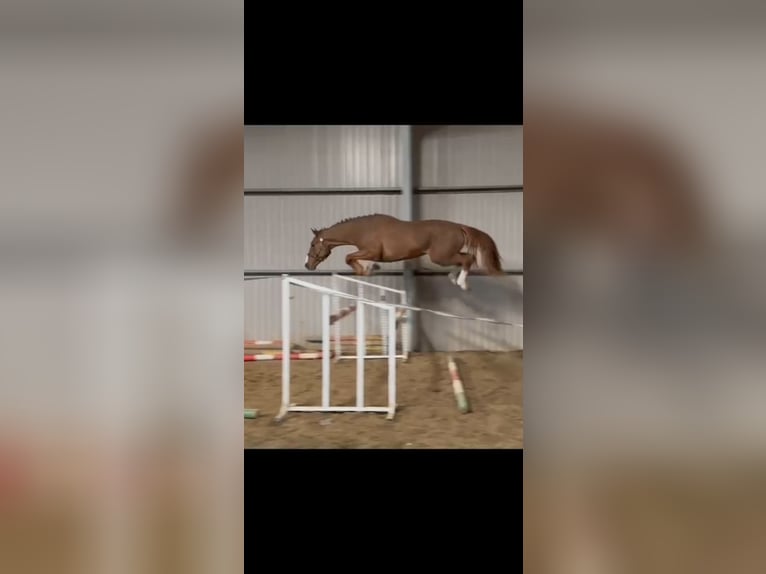 Belgisch Warmbloed Hengst 3 Jaar 169 cm in Hódmezővásárhely