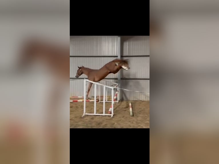 Belgisch Warmbloed Hengst 3 Jaar 169 cm in H&#xF3;dmez&#x151;v&#xE1;s&#xE1;rhely