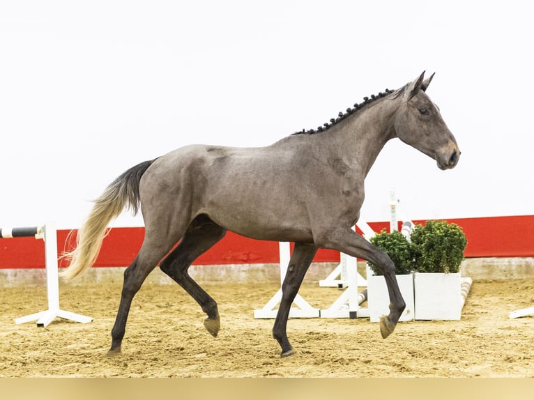 Belgisch Warmbloed Hengst 3 Jaar 169 cm  in Waddinxveen
