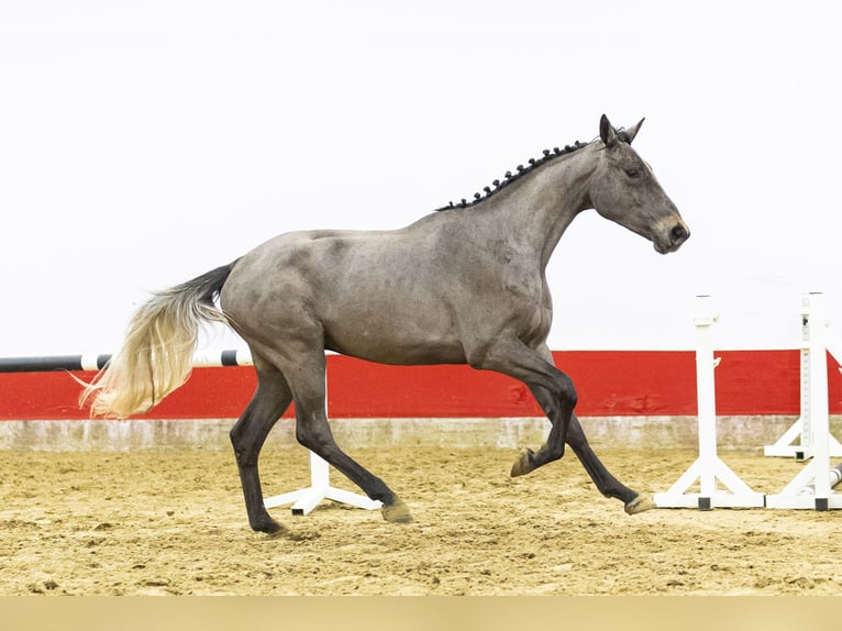 Belgisch Warmbloed Hengst 3 Jaar 169 cm  in Waddinxveen