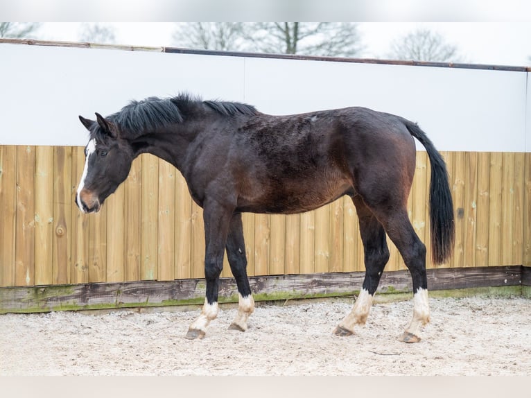 Belgisch Warmbloed Hengst 3 Jaar 170 cm Donkerbruin in Bocholt