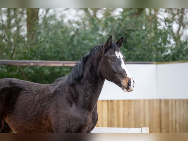 Belgisch Warmbloed Hengst 3 Jaar 170 cm Donkerbruin in Bocholt