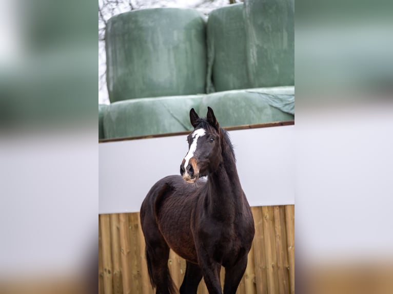 Belgisch Warmbloed Hengst 3 Jaar 170 cm Donkerbruin in Bocholt