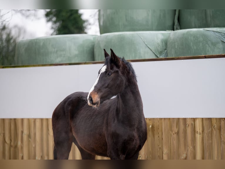 Belgisch Warmbloed Hengst 3 Jaar 170 cm Donkerbruin in Bocholt