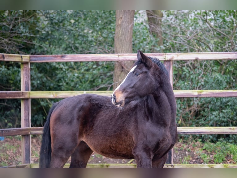 Belgisch Warmbloed Hengst 3 Jaar 170 cm Donkerbruin in Bocholt